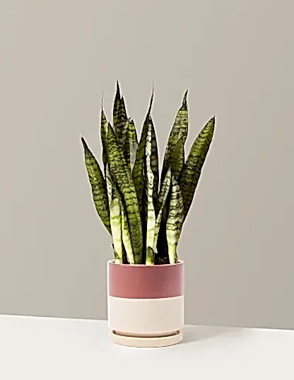 Snake Plant Zeylanica
