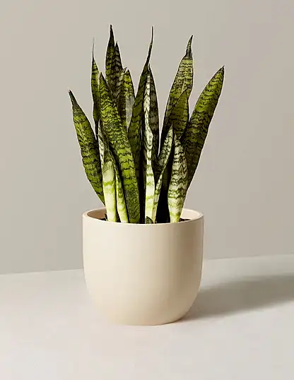 Snake Plant Zeylanica