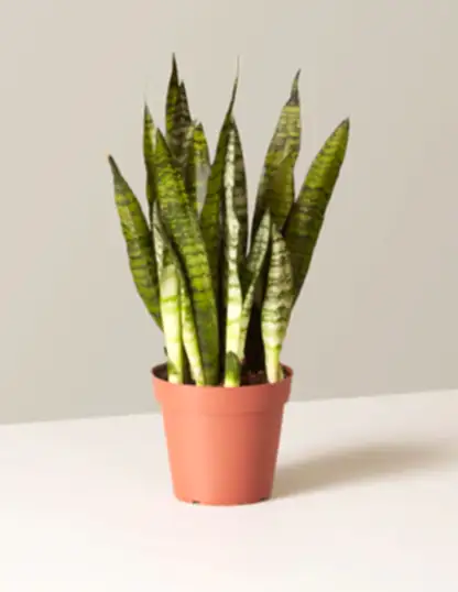 Snake Plant Zeylanica