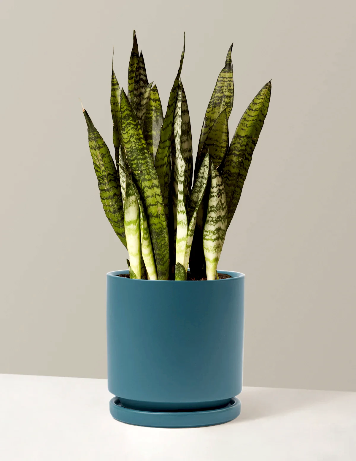 Snake Plant Zeylanica
