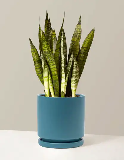 Snake Plant Zeylanica
