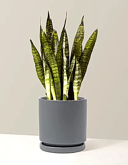 Snake Plant Zeylanica