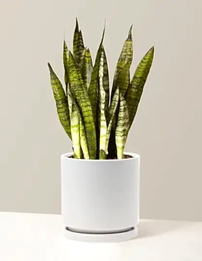 Snake Plant Zeylanica