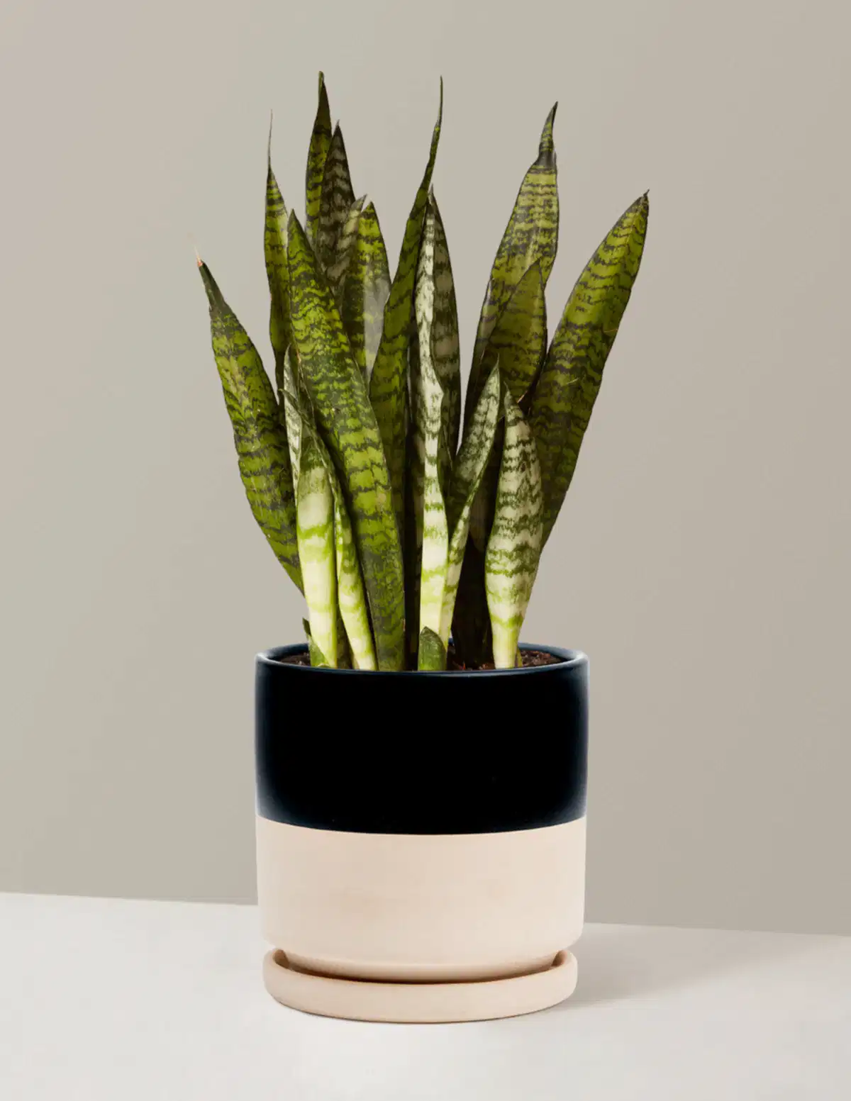 Snake Plant Zeylanica