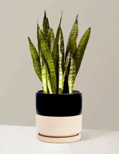 Snake Plant Zeylanica