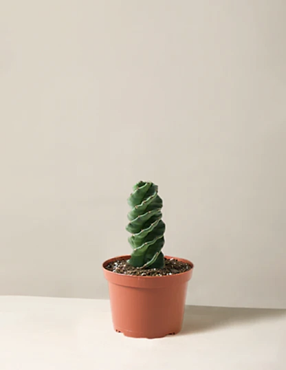 Spiral Cactus