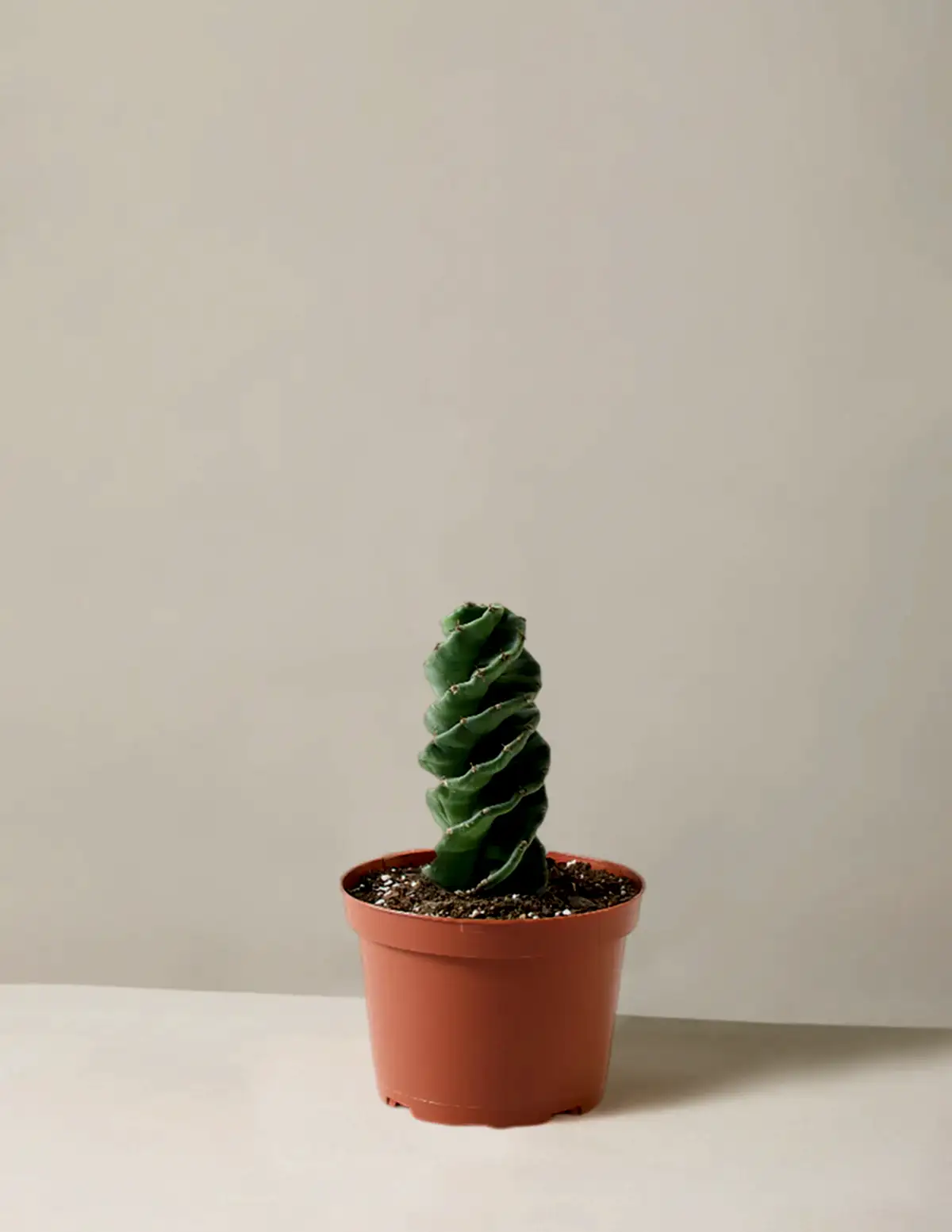 Spiral Cactus