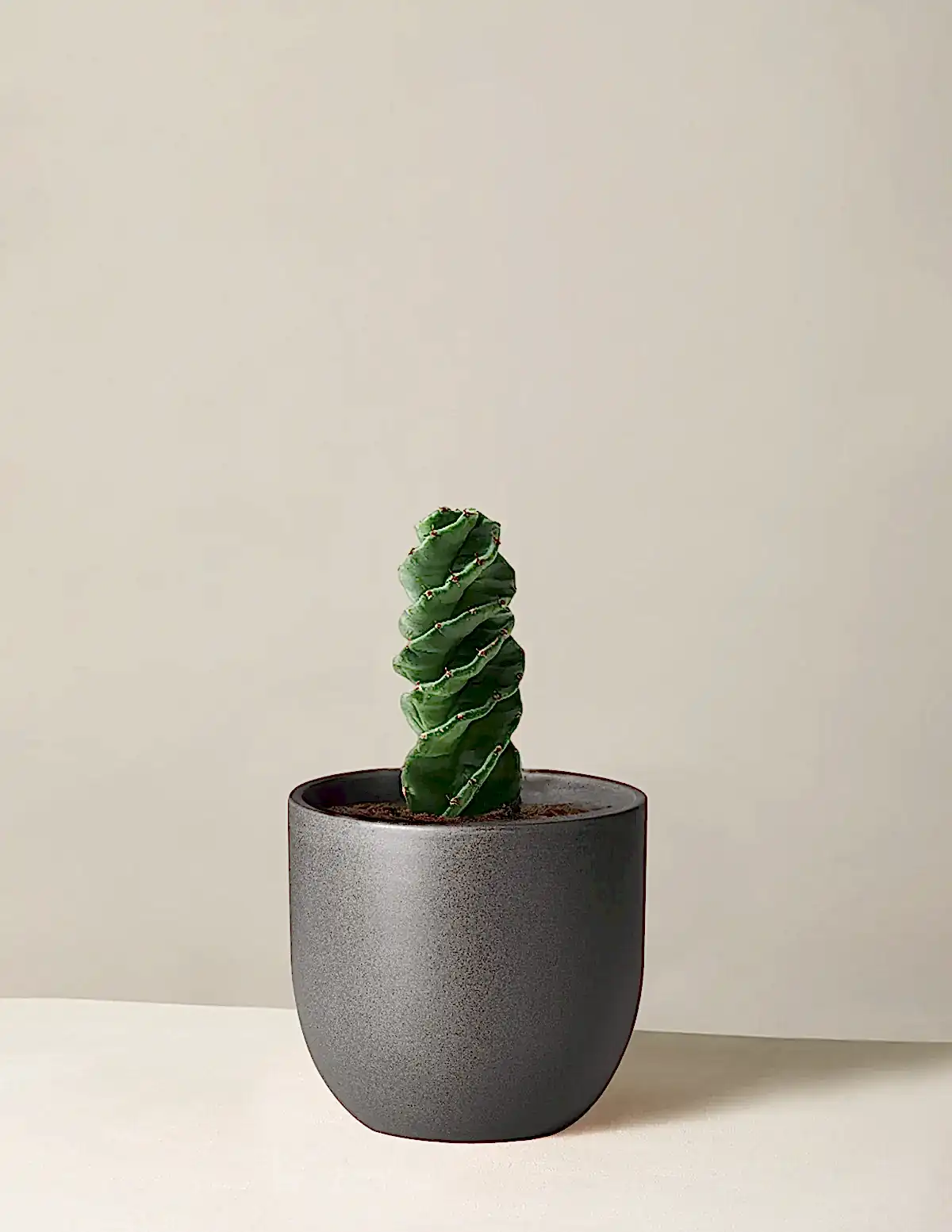 Spiral Cactus