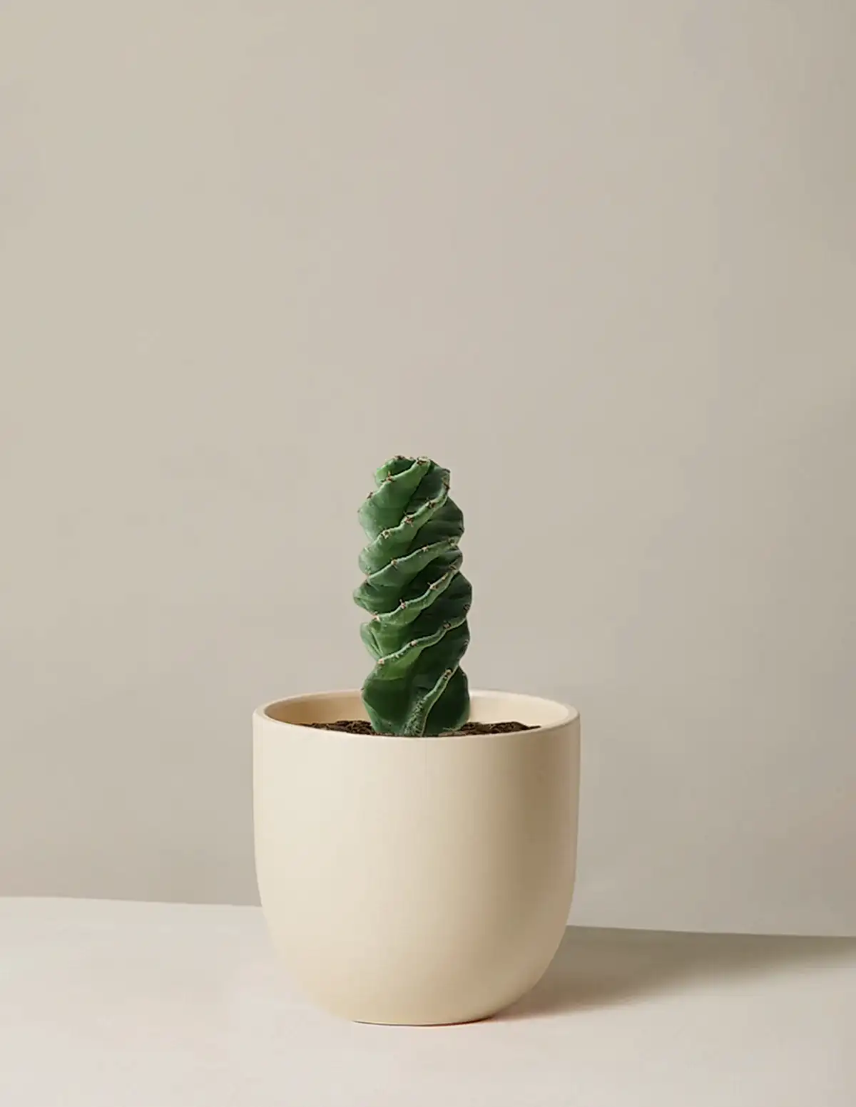 Spiral Cactus