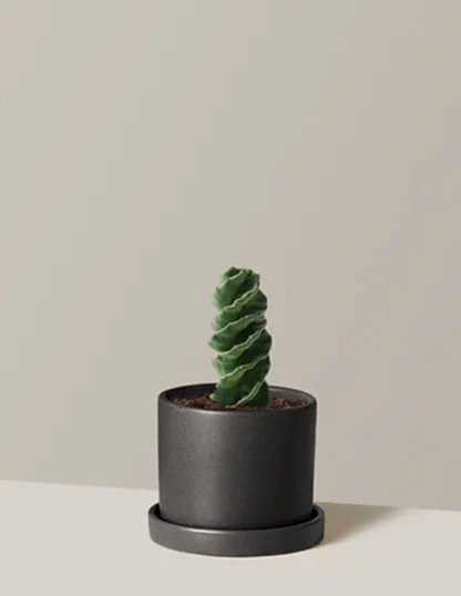 Spiral Cactus
