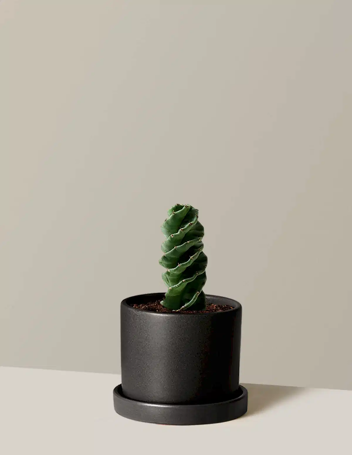 Spiral Cactus