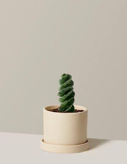 Spiral Cactus