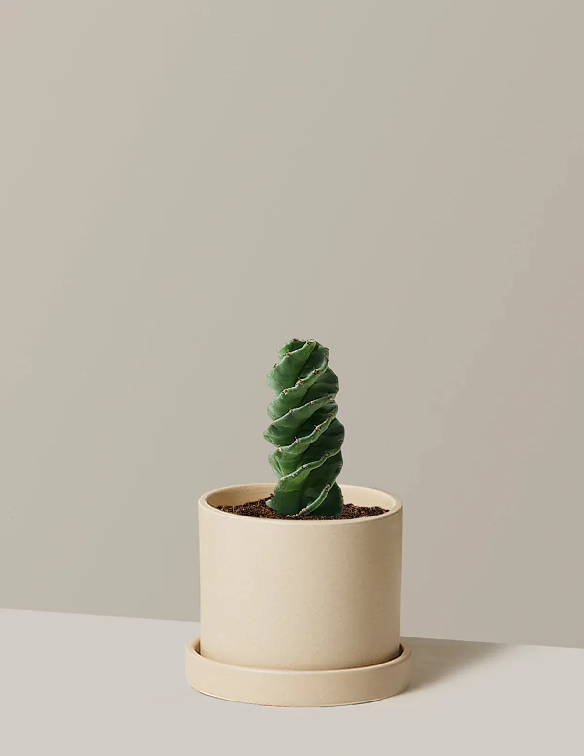 Spiral Cactus