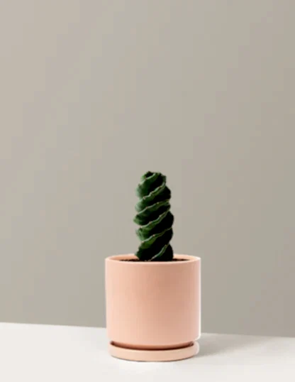 Spiral Cactus