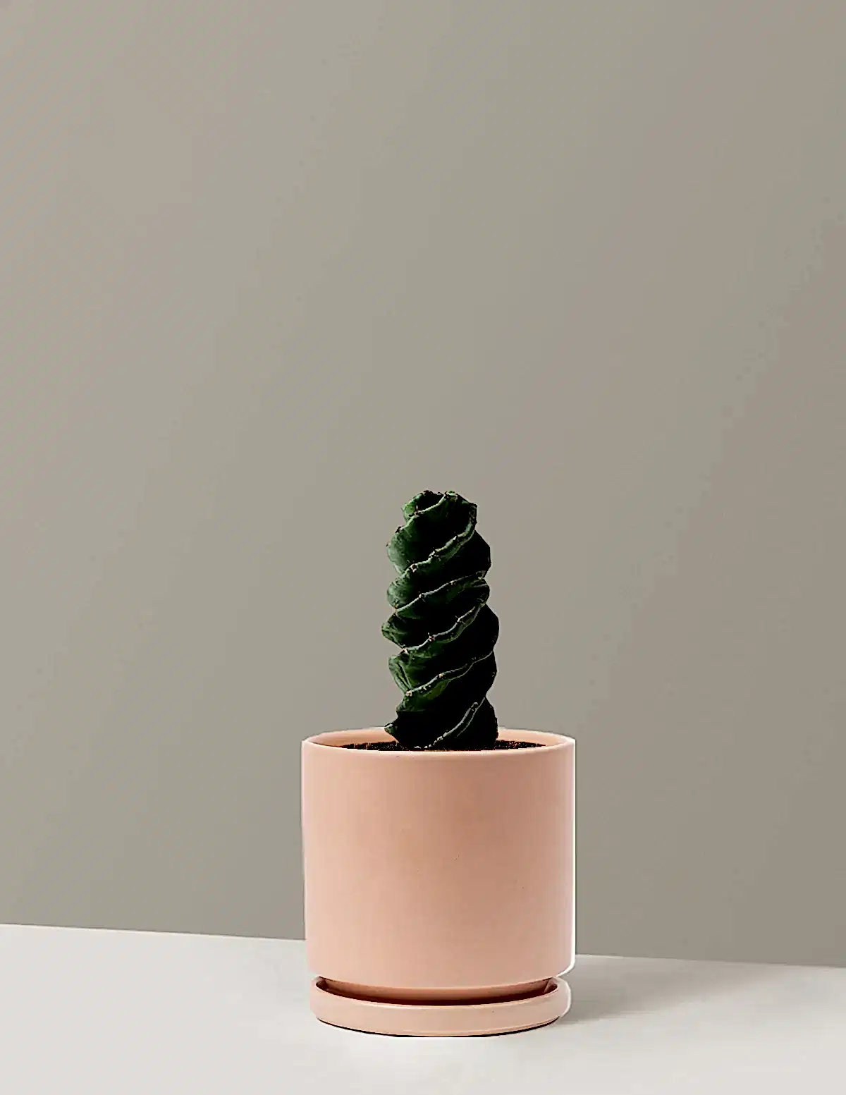 Spiral Cactus