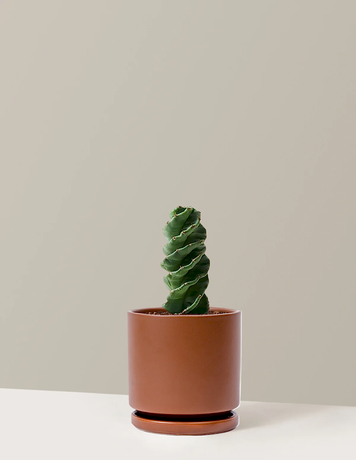 Spiral Cactus