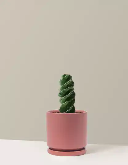 Spiral Cactus