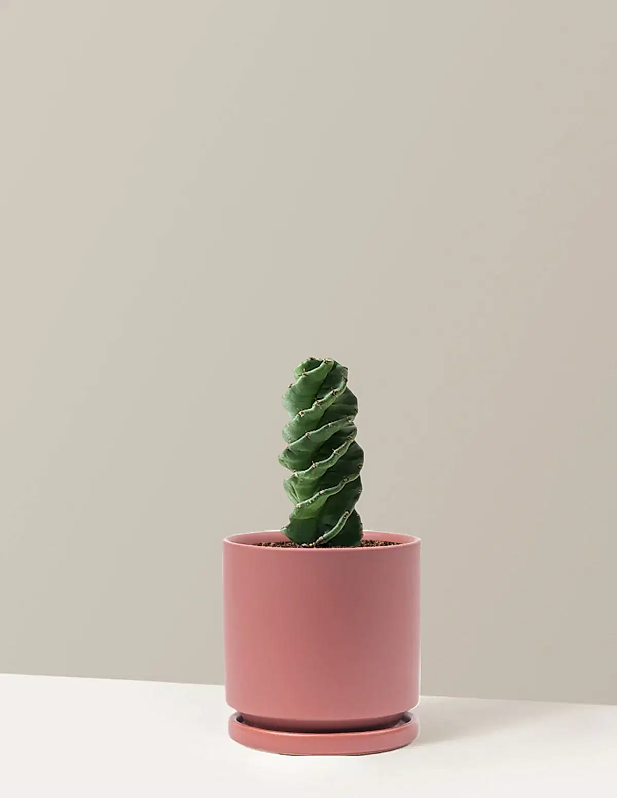 Spiral Cactus