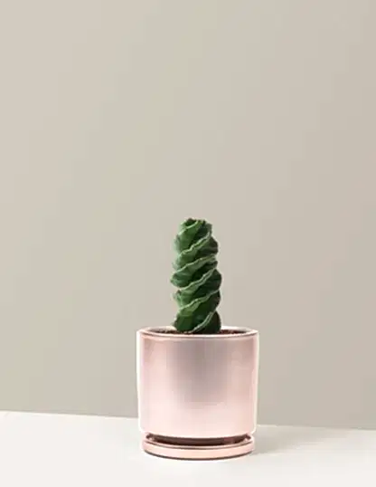 Spiral Cactus