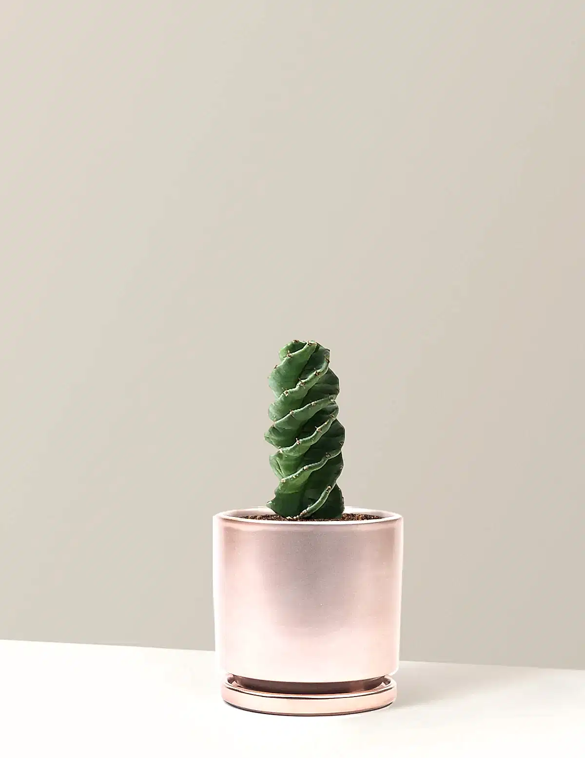 Spiral Cactus
