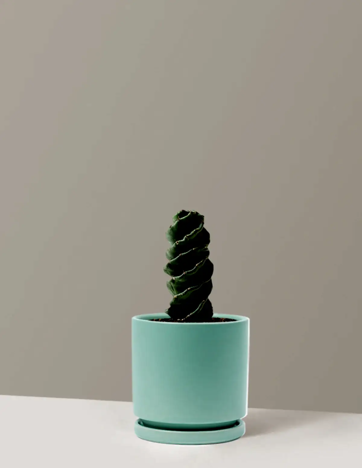 Spiral Cactus