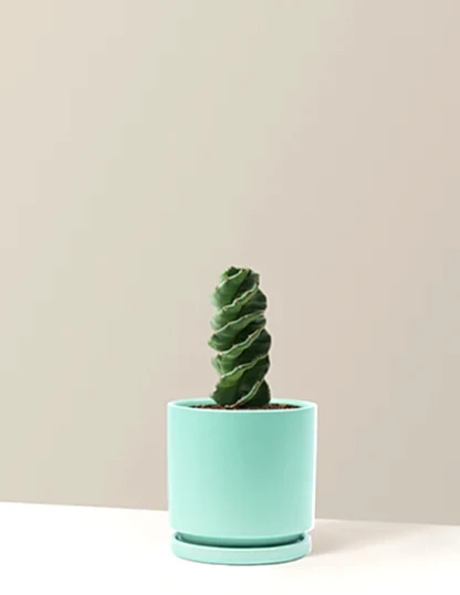 Spiral Cactus