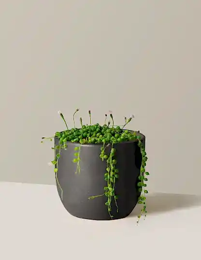 String of Pearls