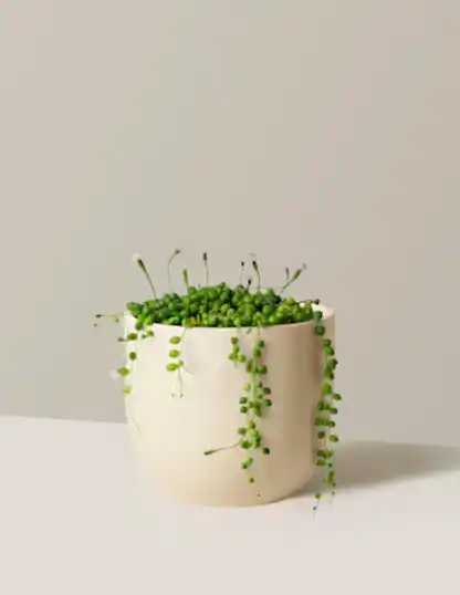 String of Pearls