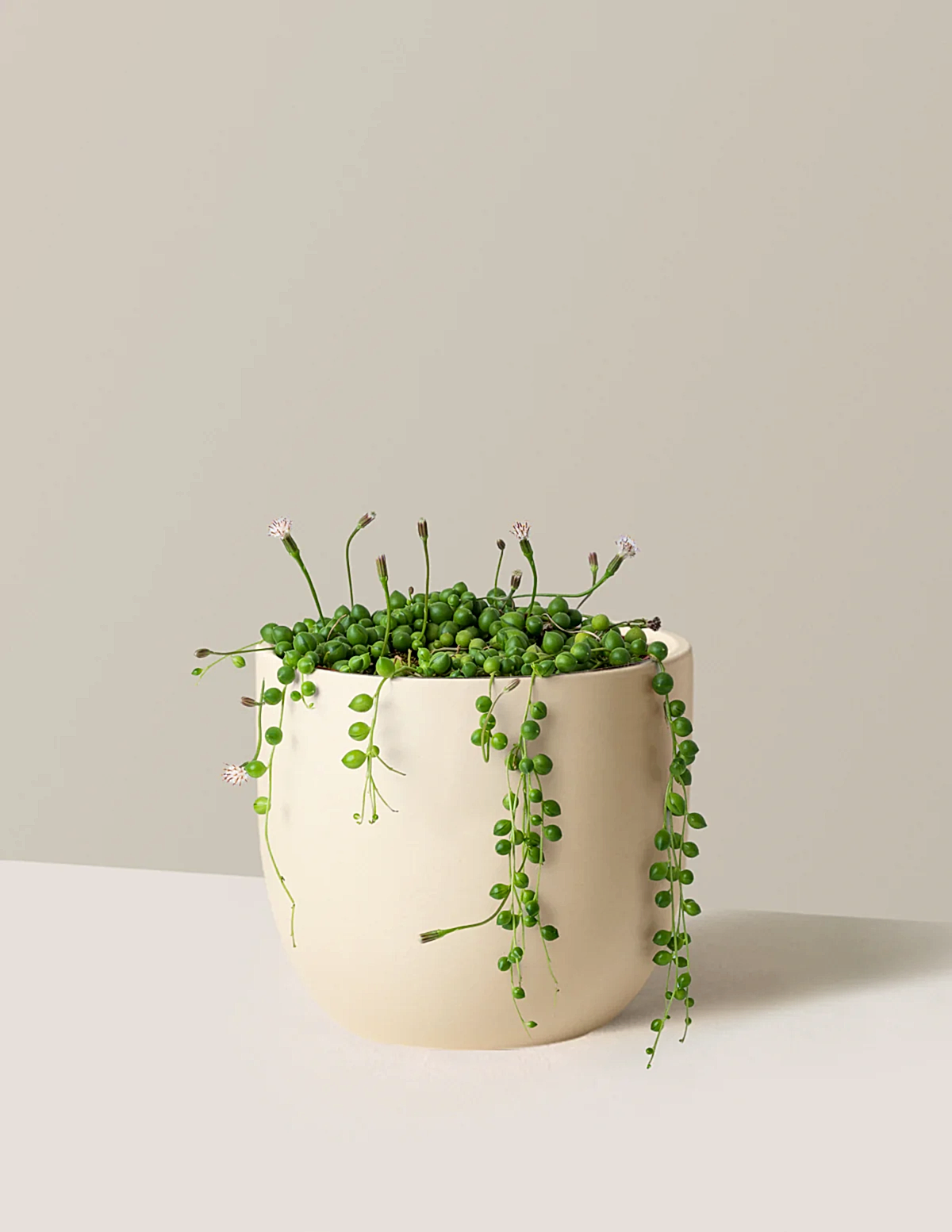 String of Pearls