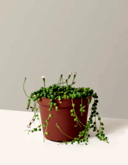 String of Pearls