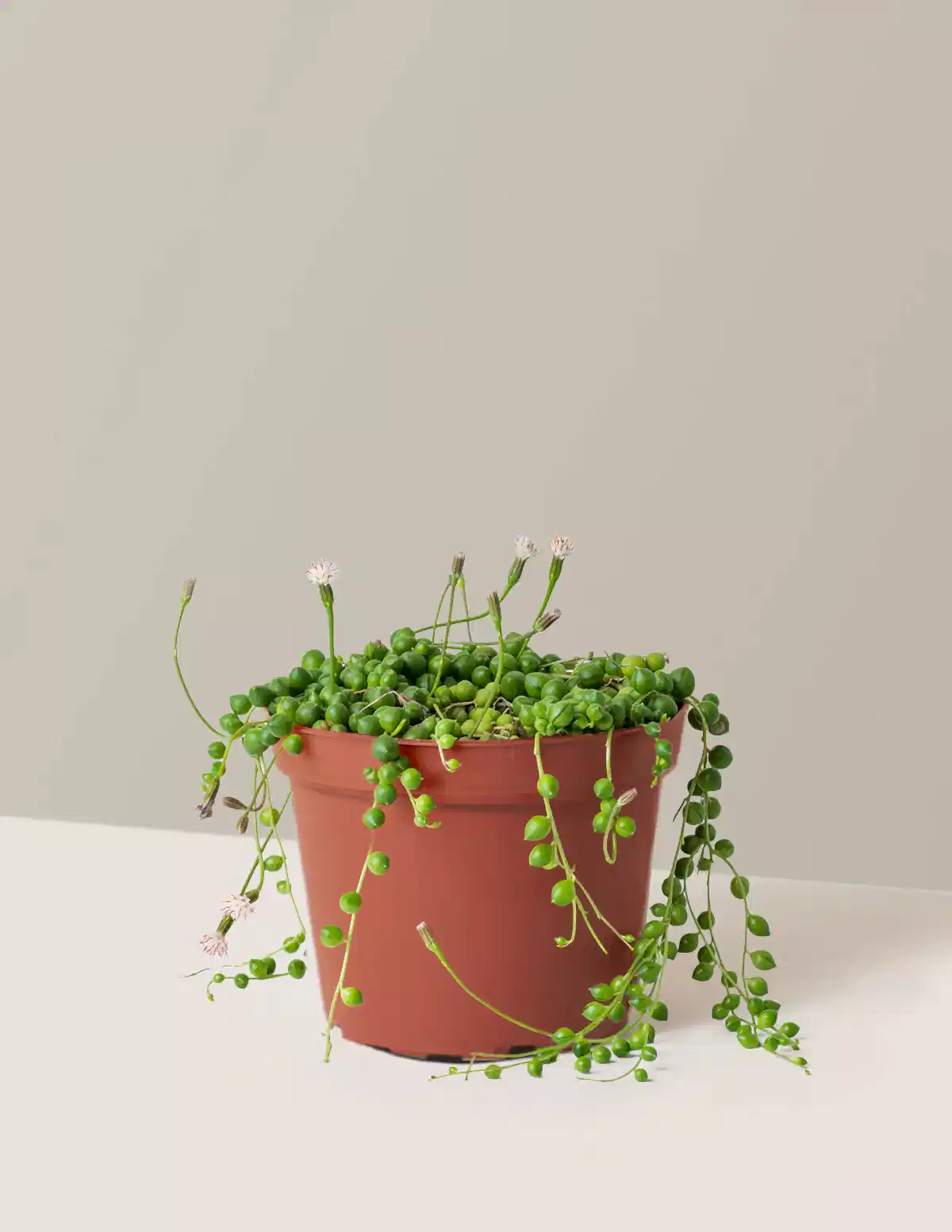 String of Pearls