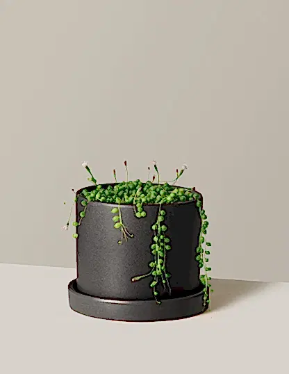 String of Pearls