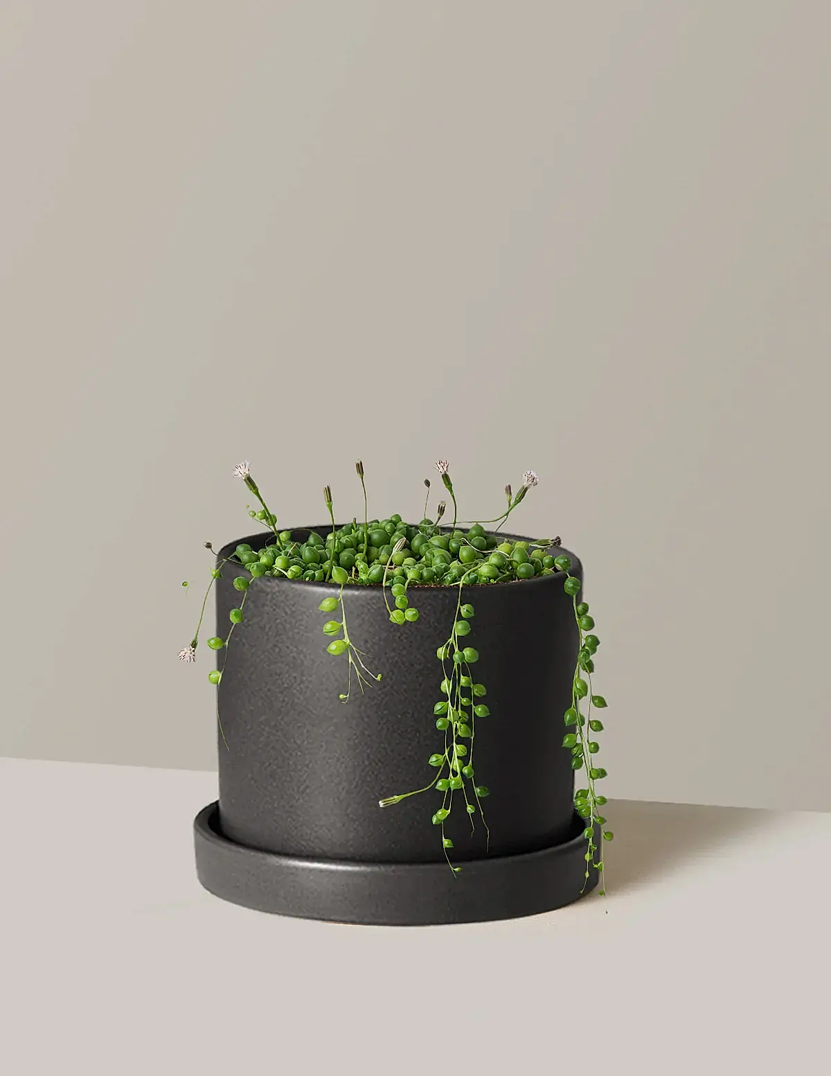 String of Pearls