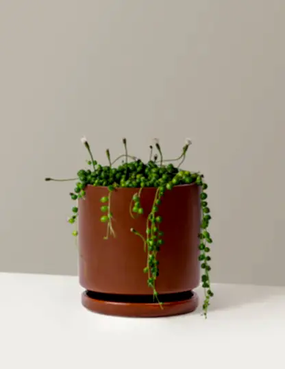 String of Pearls