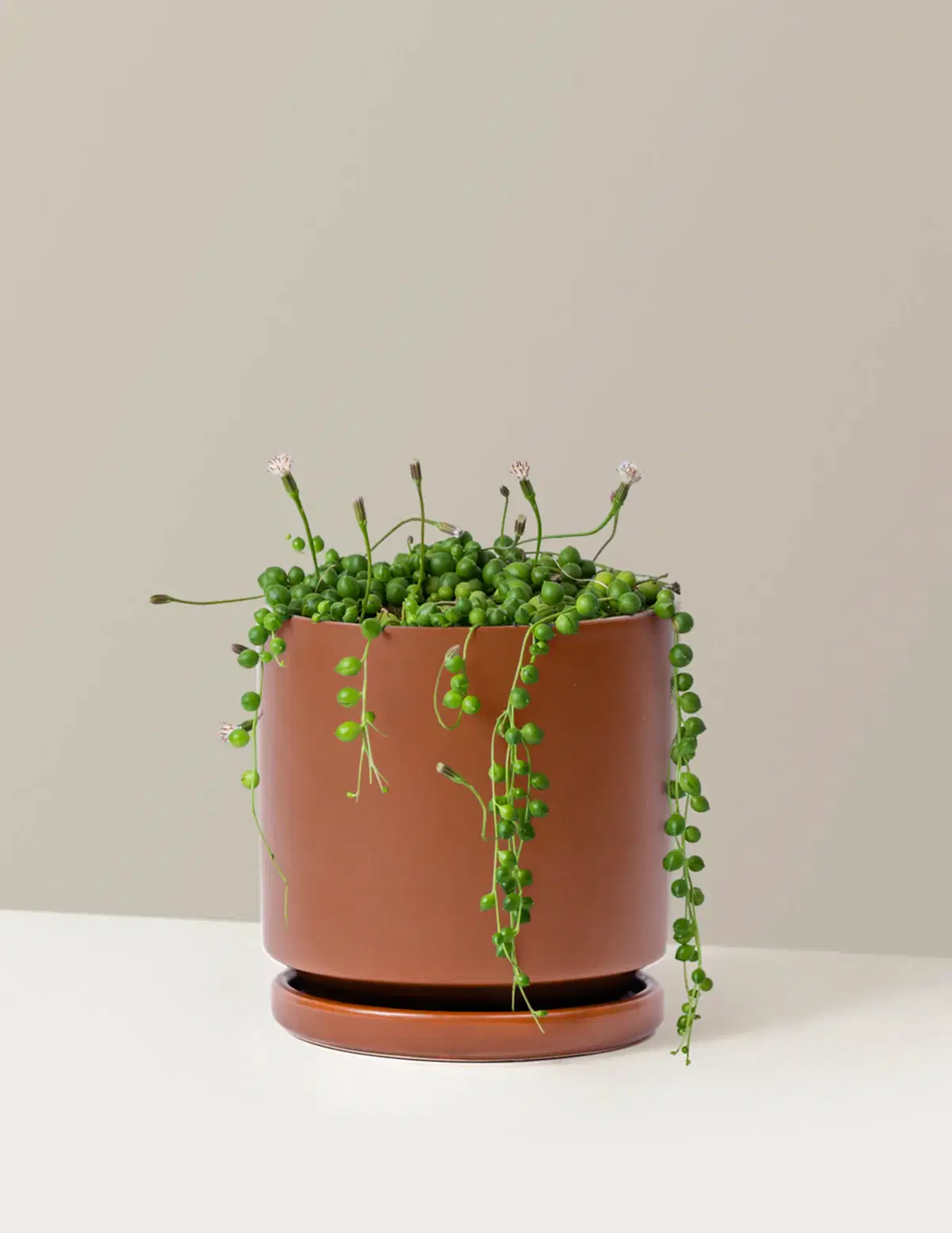 String of Pearls