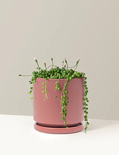 String of Pearls