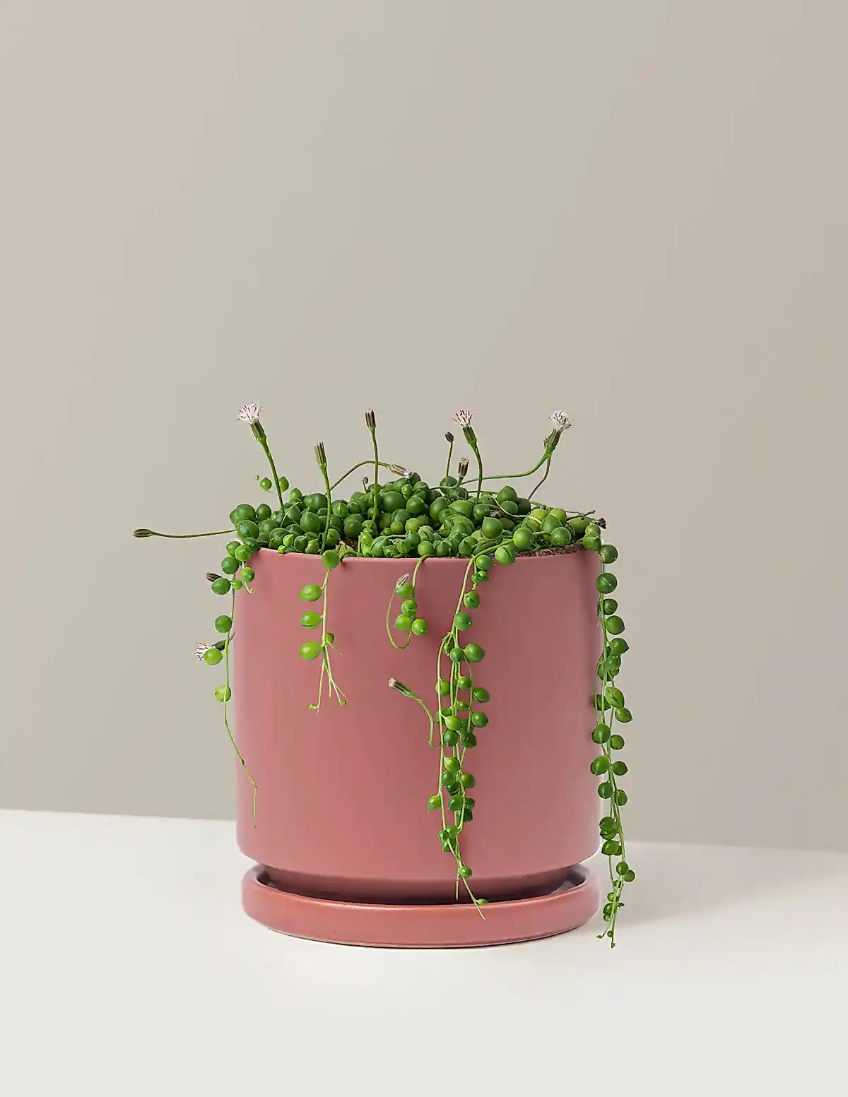 String of Pearls