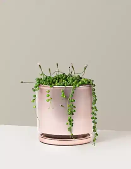 String of Pearls
