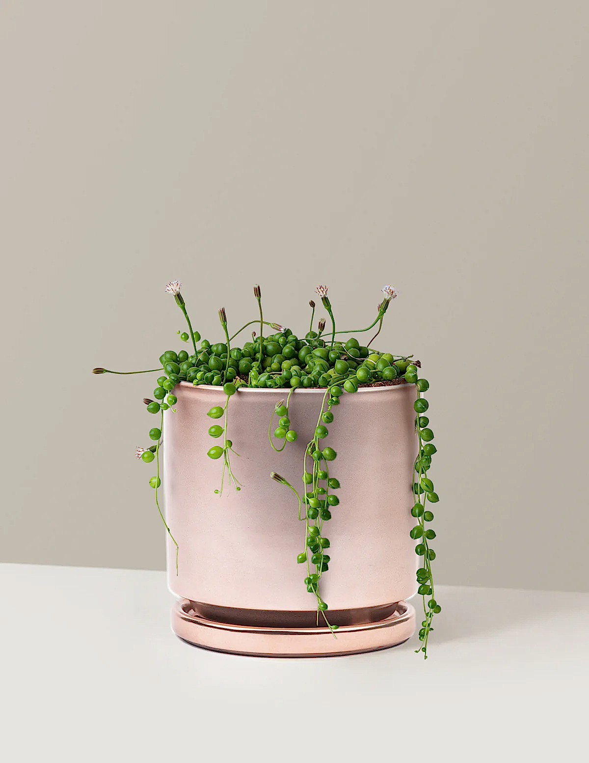 String of Pearls