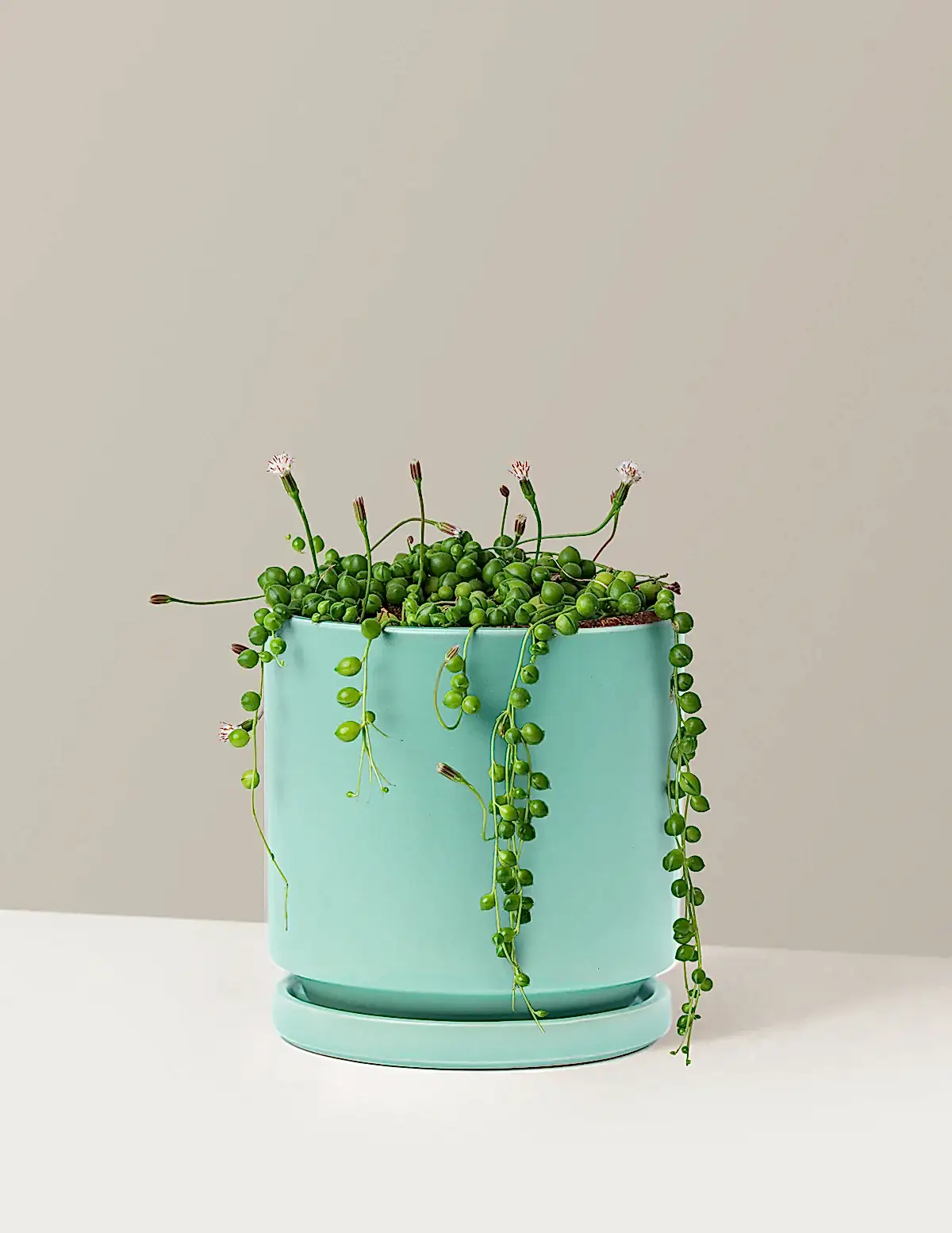 String of Pearls