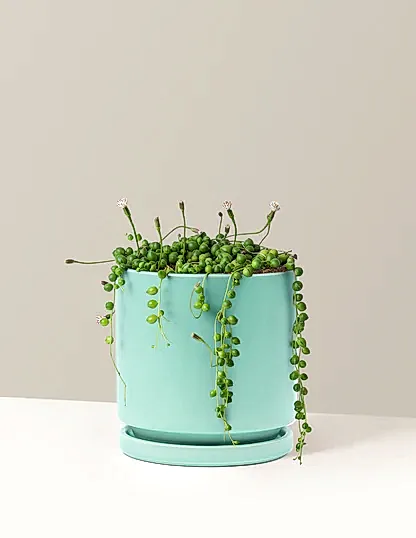 String of Pearls