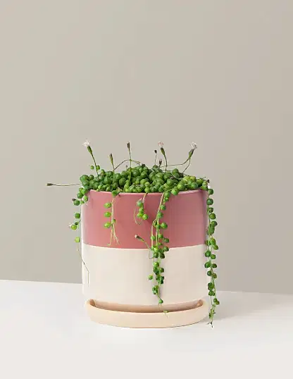 String of Pearls