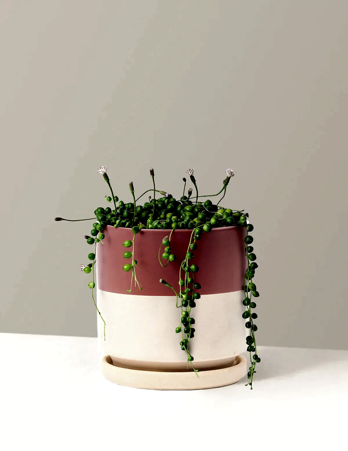 String of Pearls