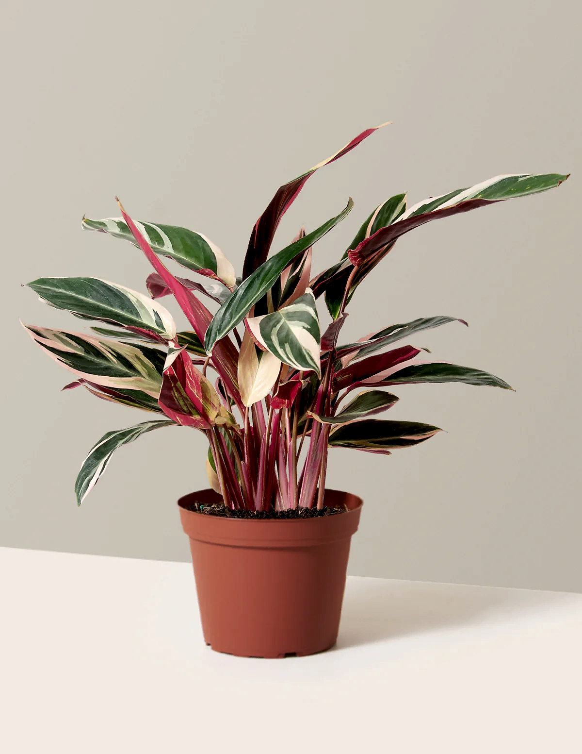 Stromanthe Triostar