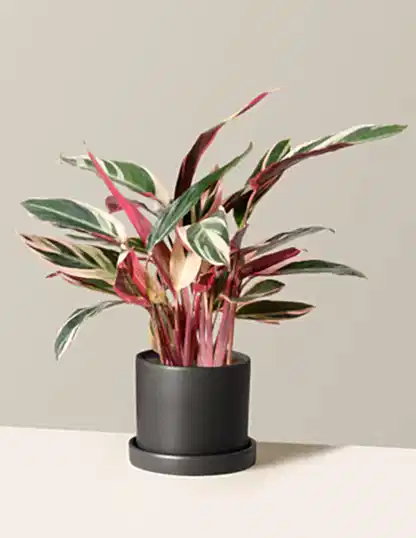 Stromanthe Triostar