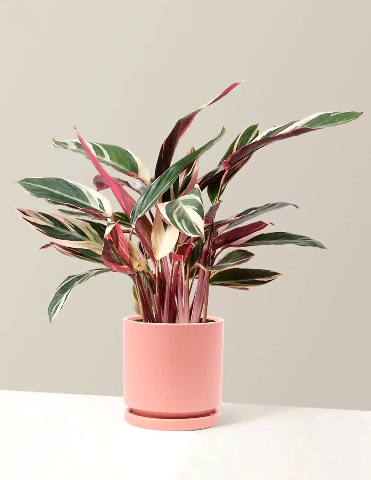 Stromanthe Triostar