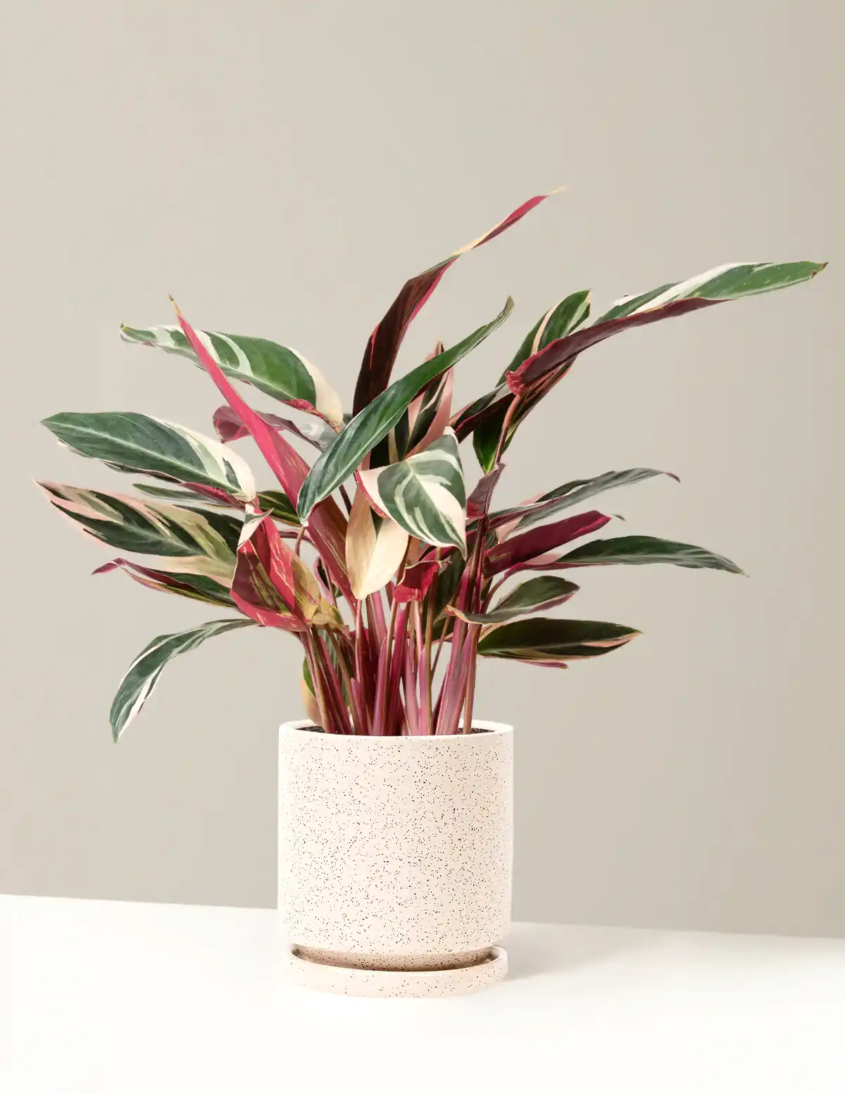 Stromanthe Triostar