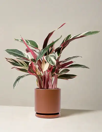 Stromanthe Triostar