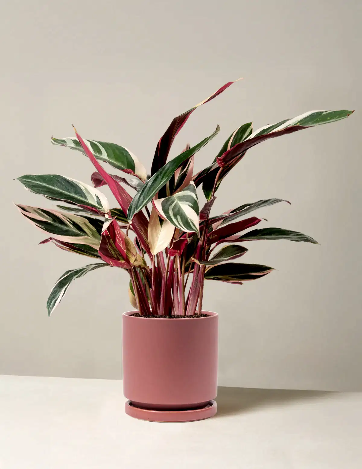 Stromanthe Triostar