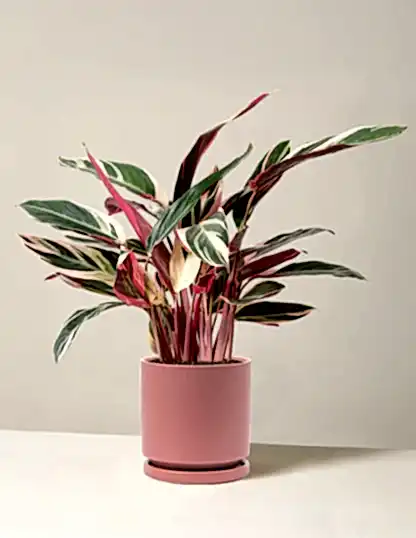 Stromanthe Triostar
